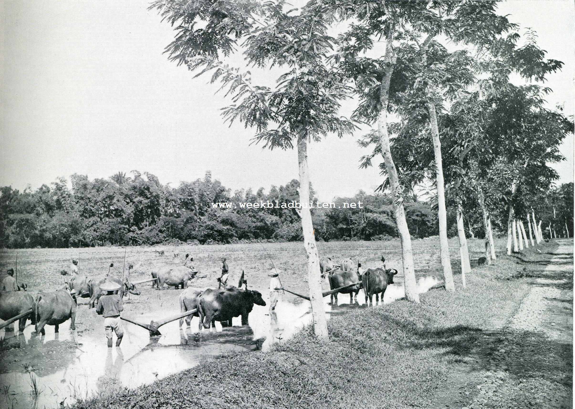 HET BEWERKEN DER NATTE RIJSTVELDEN (SAWAH'S)