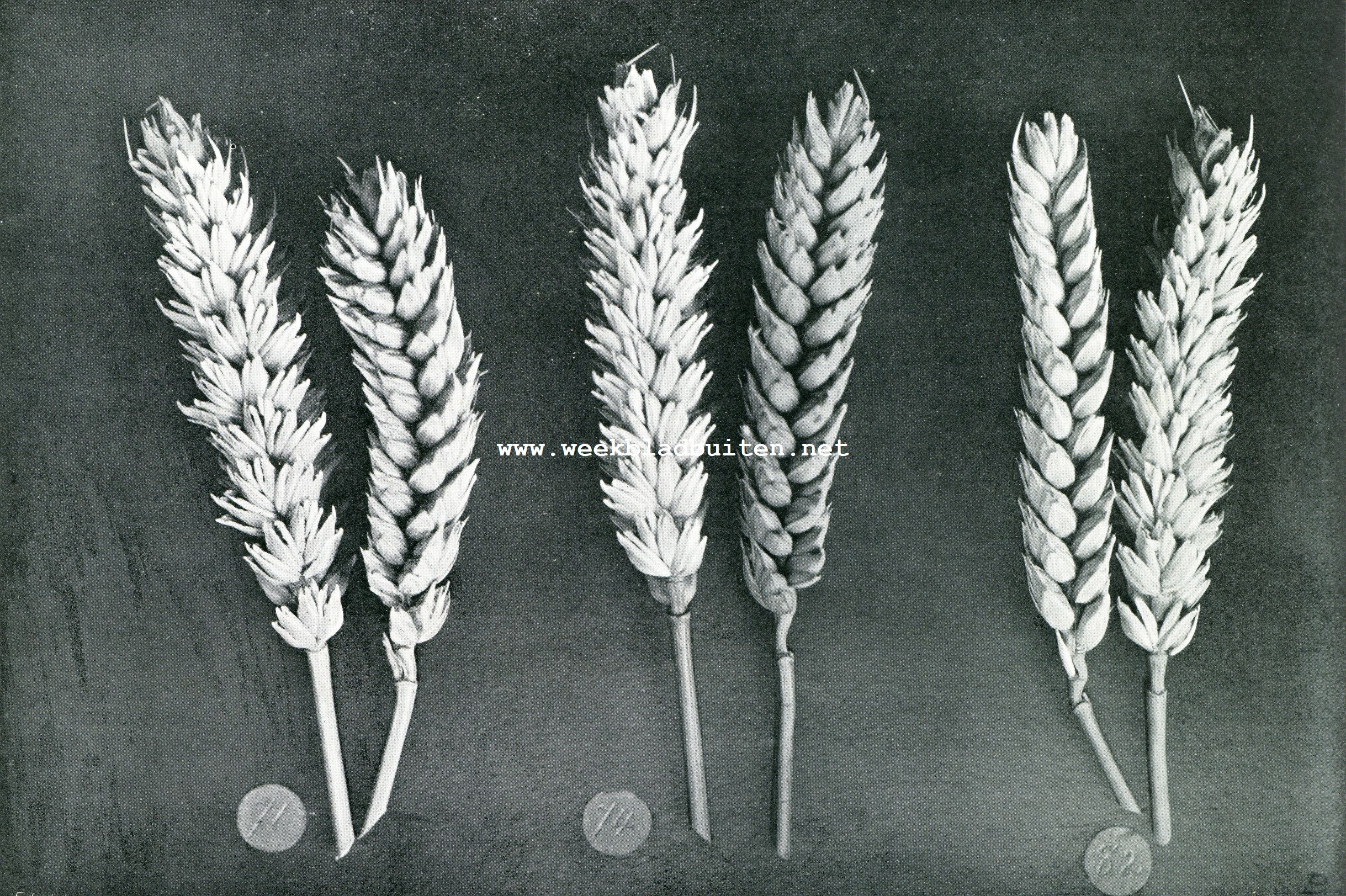 Fig.I. TEELTVORMEN VAN DE WILHELMINATARWE.No.71, WILHELMINA-TARWE VAN PORTUGAL; No.74, IDEM VAN GOEDEREEDE; No.82, VAN KOLIJNSPLAAT