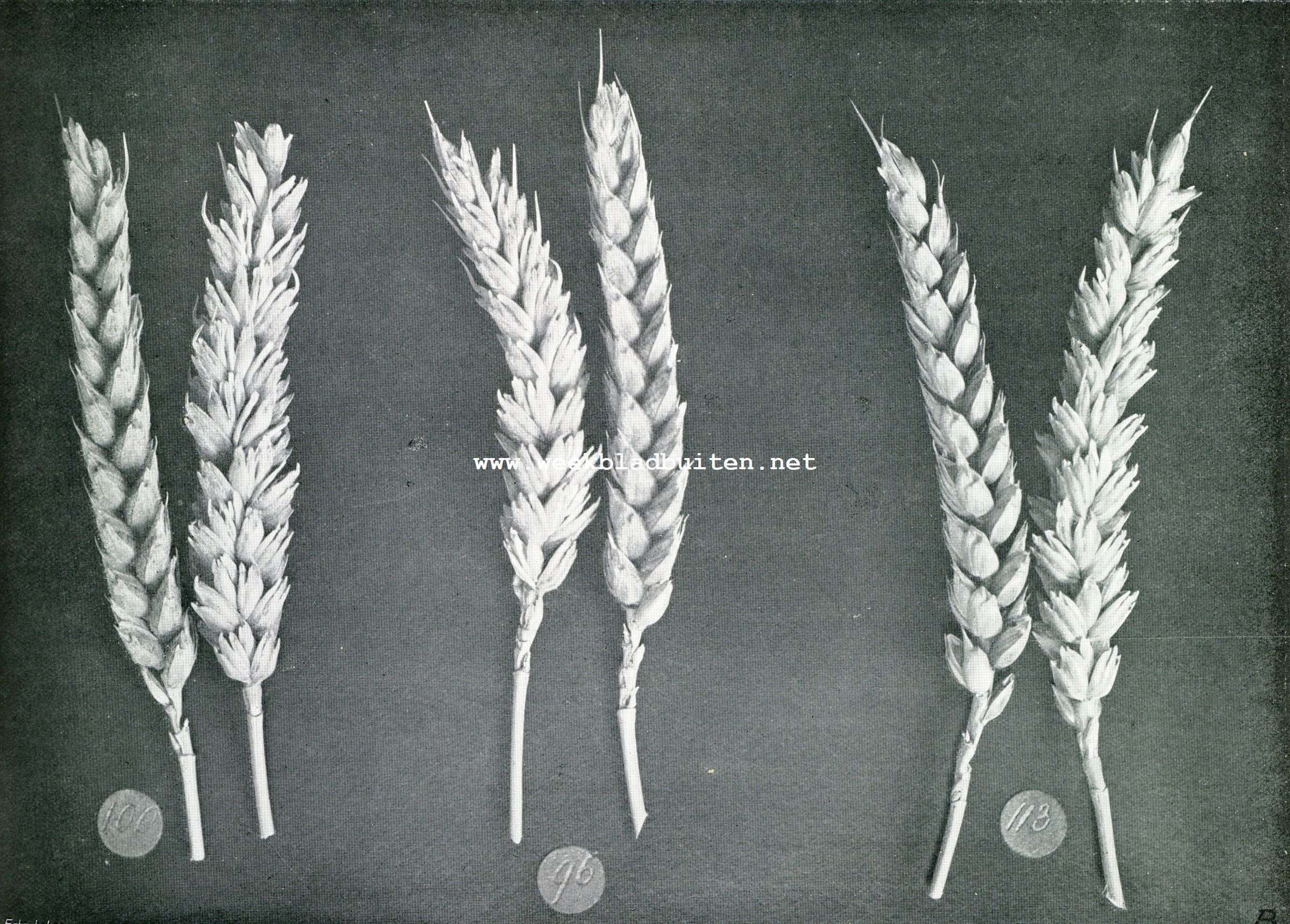 Fig.II. TEELTVORMEN VAN DE WILHELMINATARWE.No.100, RUW-ARIGE ESSEN-TARWE VAN SOMMELSDIJK; No.96, IDEM VAN HOOGSLAG; No 113, ZEEUWSCHE TARWE VAN HET SPIJK (WAGENINGEN)