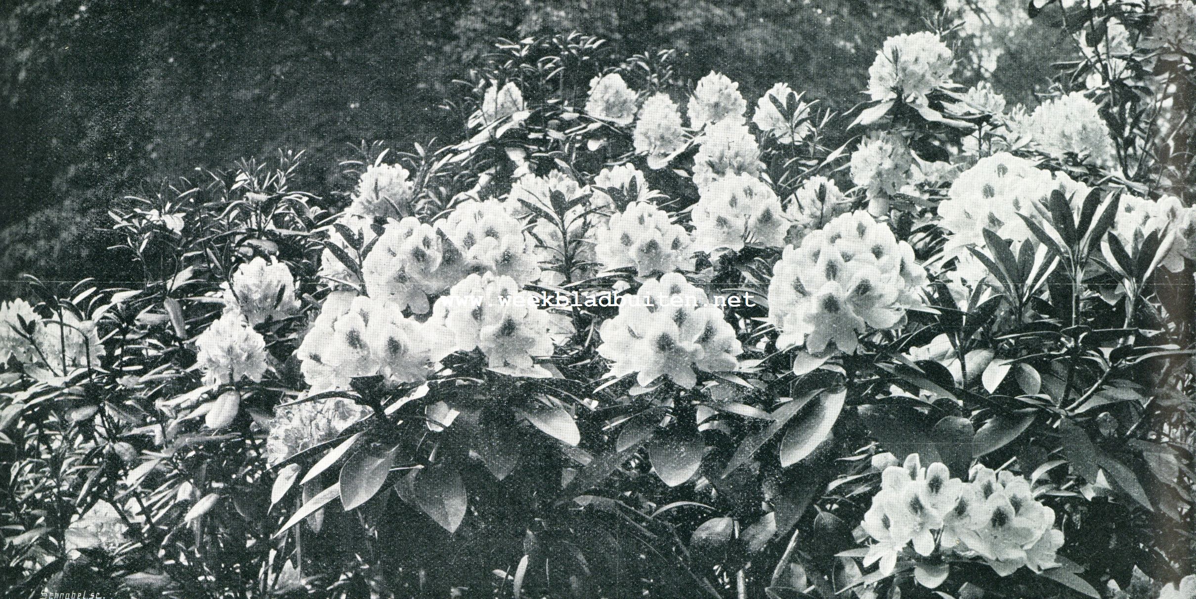 RHODODENDRONS 1