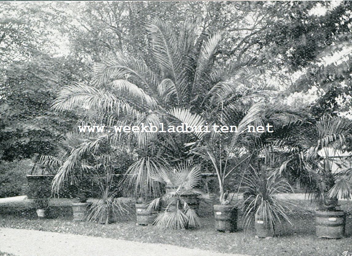 PALMENGROEP, (Rijks Academietuin te Leiden)