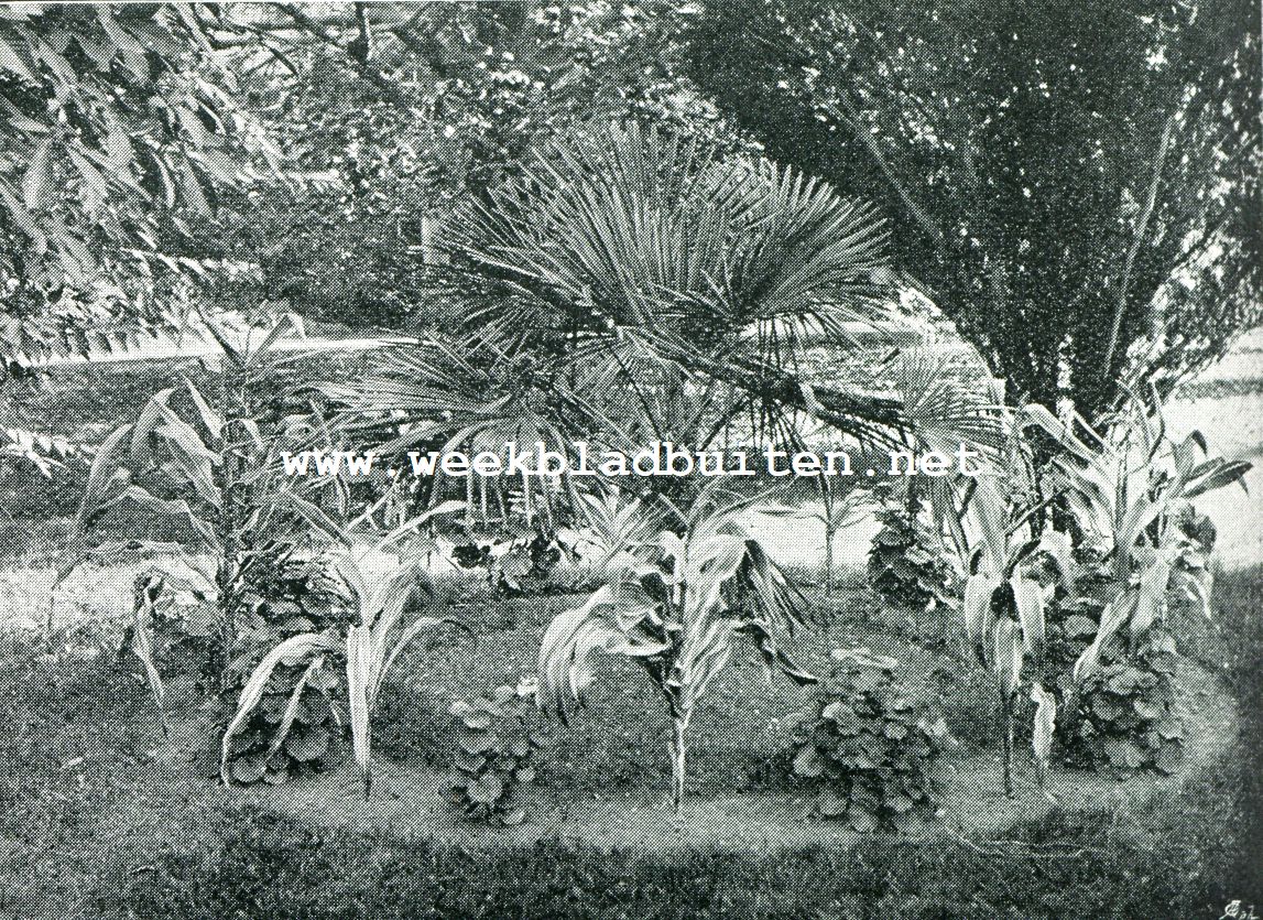CHAMAEROPS (TRACHYCARPUS) EXELSA, (Rijks Academietuin te Leiden)