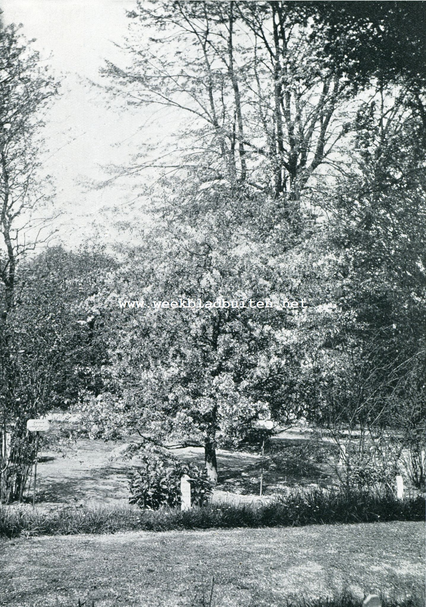 FORSYTHIA SUSPENSA (in het plantsoen te Leiden voor den zomersnoei)