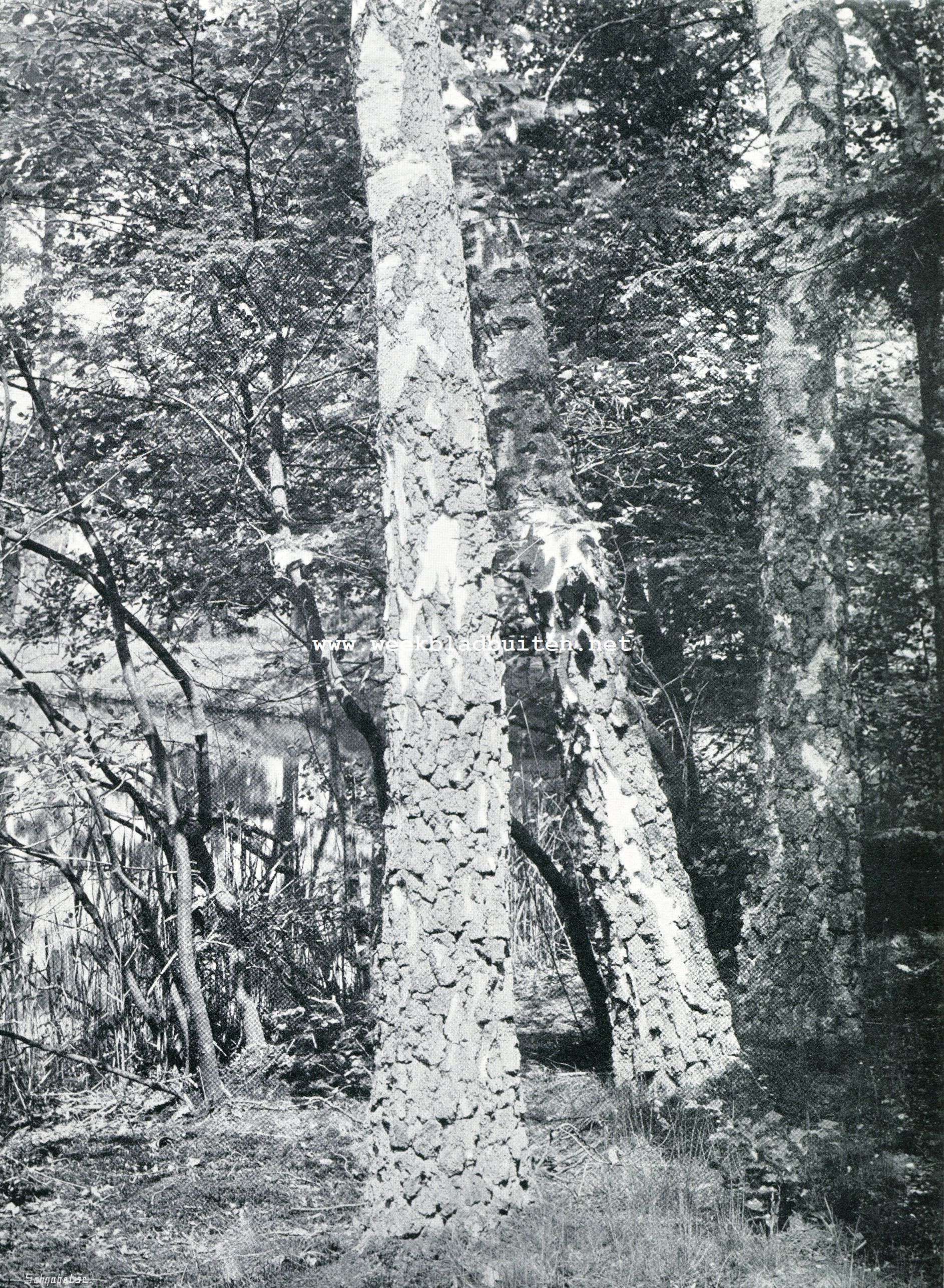 IN HET PARK VAN HET LOO