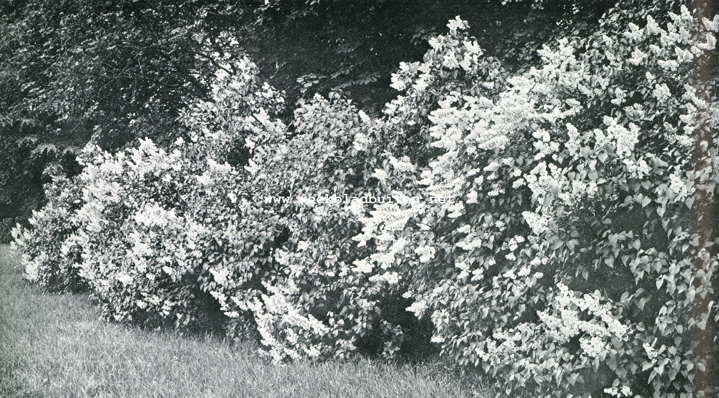 SERINGEN IN HET PARK VAN HET LOO
