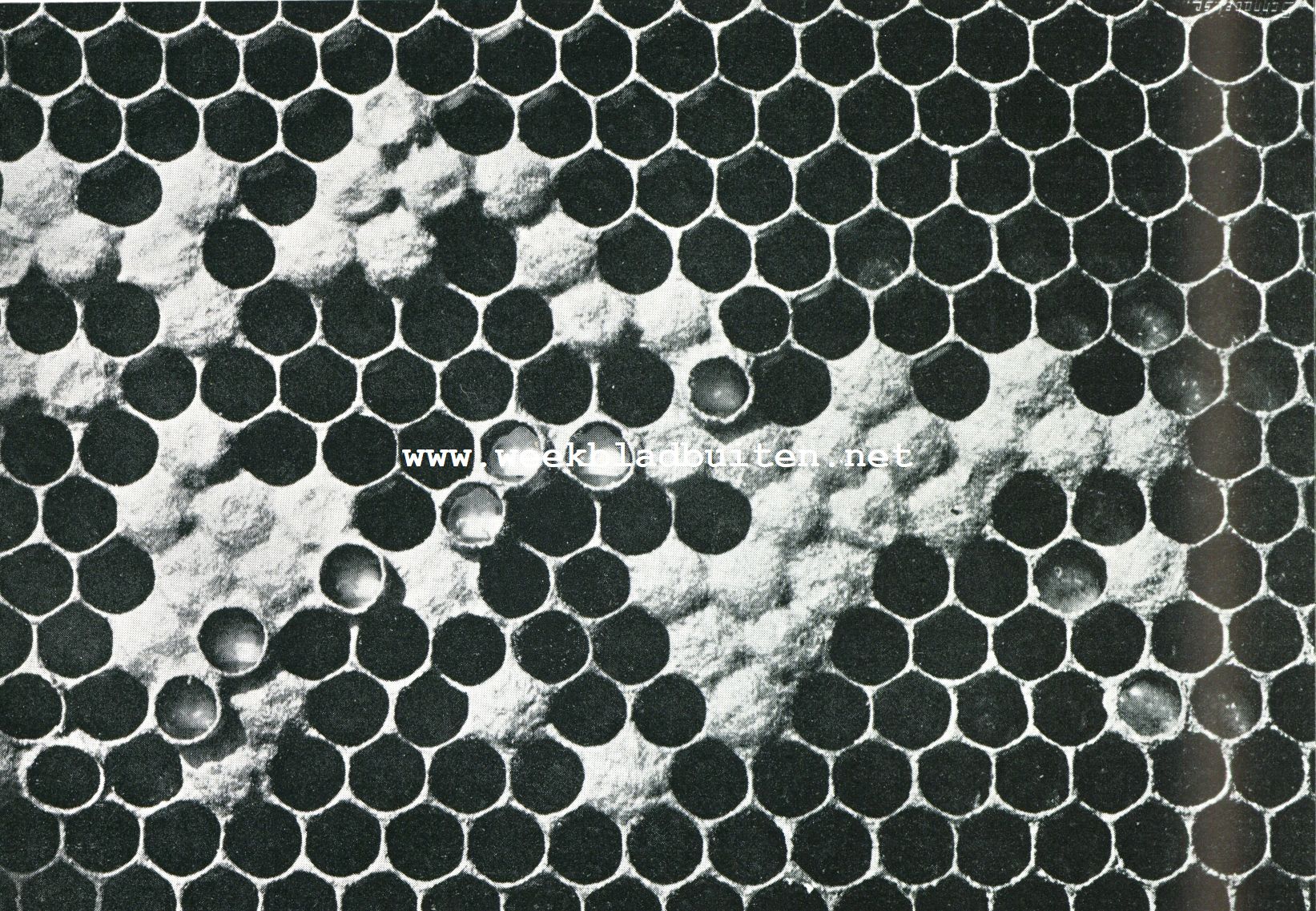 Raat met werkbijenbroed: eieren, maden en gedekseld broed. Eenige cellen zijn hooger uitgebouwd, daar daaronder de wasmot door de middenwand gevreten heeft. Komt in dezen tijd reeds veel voor. Plusminus 2,5 maal vergroot