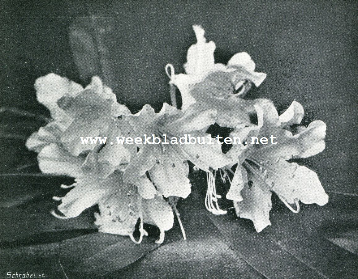 GEKWEEKTE RHODODENDRON