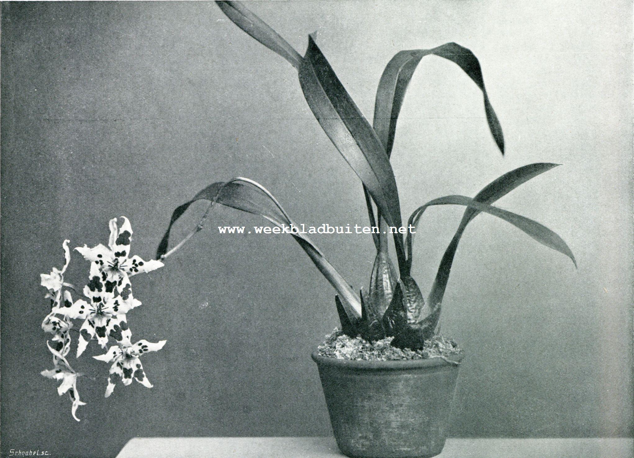 FRAAI ROODGEVLEKTE VARIETEIT VAN ODONTOGLOSSUM CRISPUM