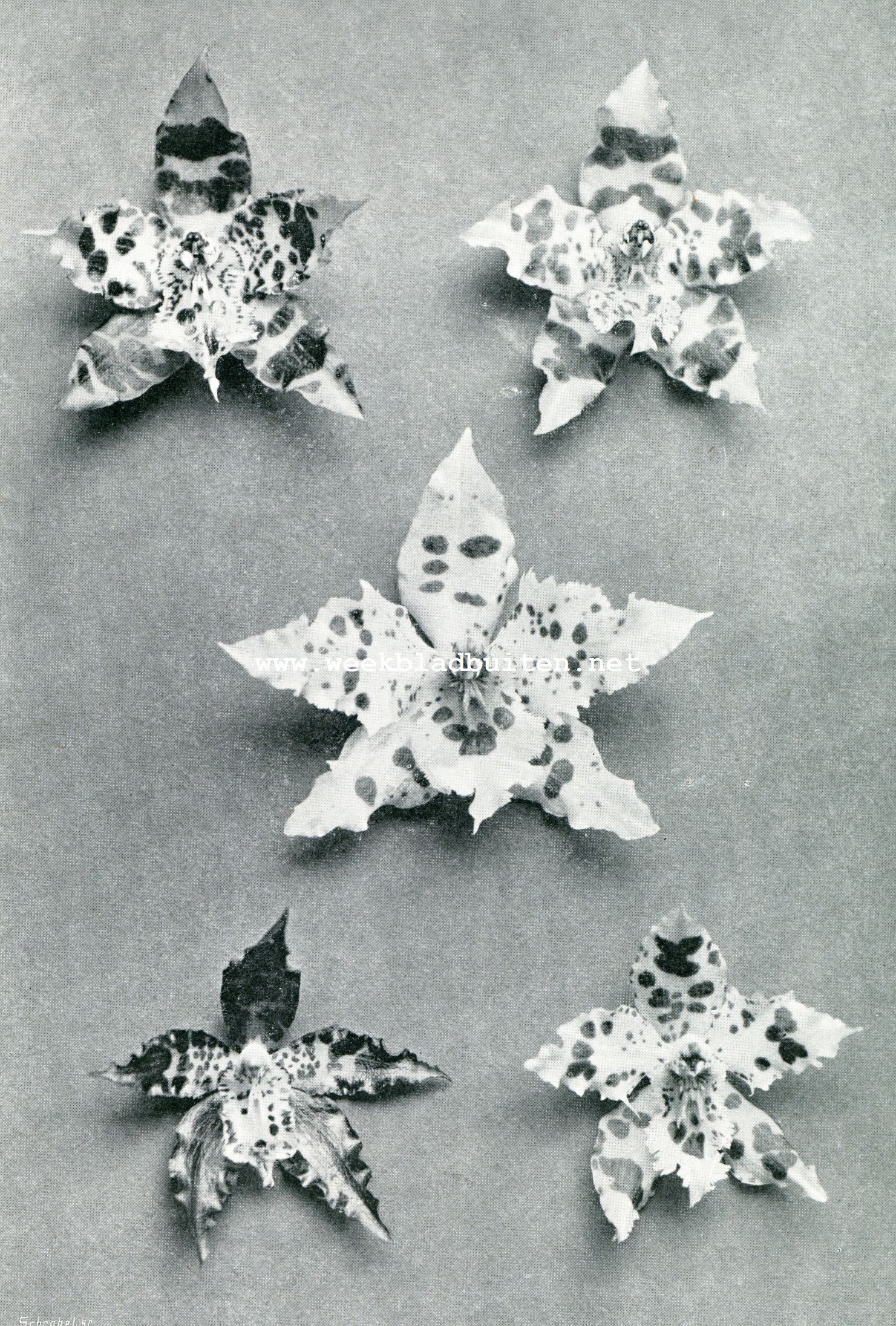 ORCHIDEEN (NIEUWE VARITEITEN). (Bekroond door de Ned. Mij. van Tuinbouw en Plantkunde)