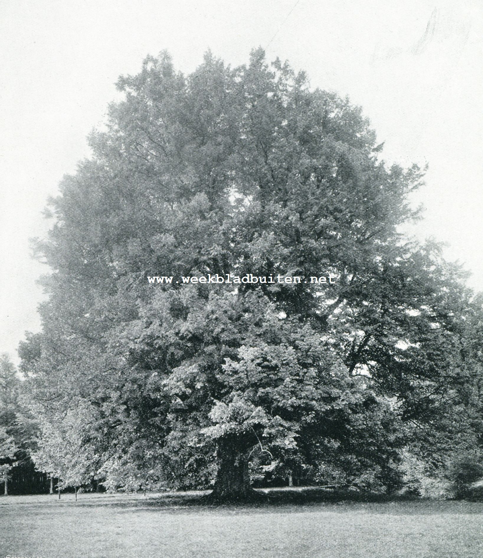 SOESTDIJK. Koning Willem-linde