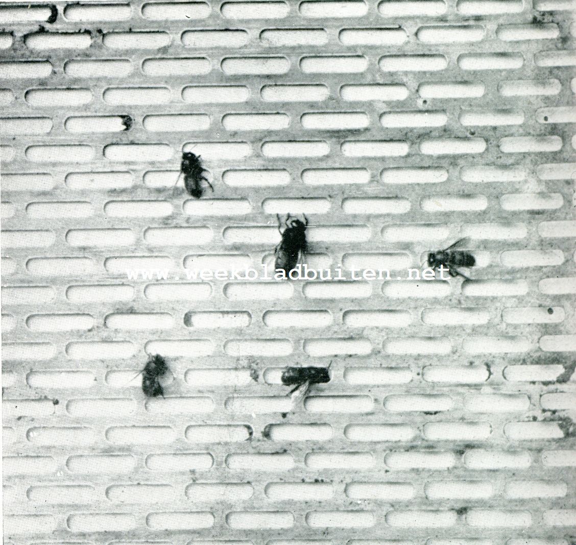 ZINKEN KONINGINNEROOSTER waarop n dar (in 't midden) en vier werkbijen