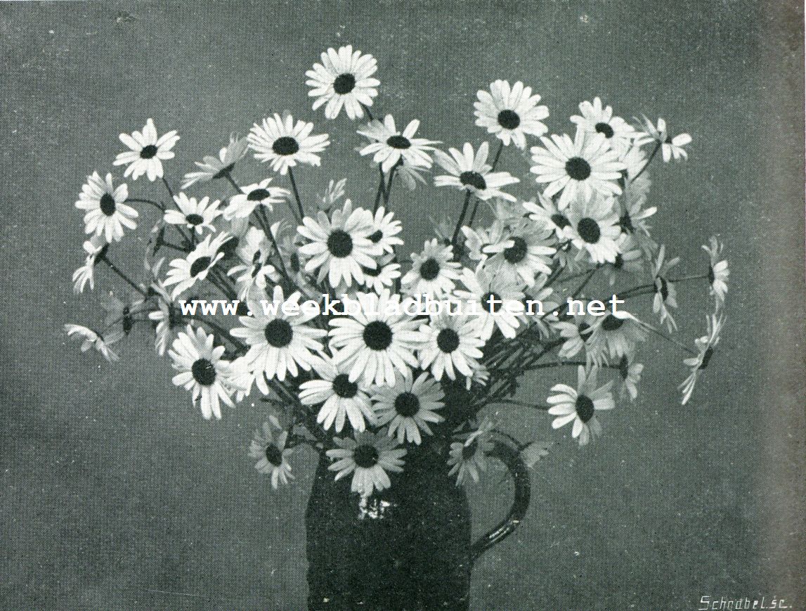 GANZEBLOEMEN 1