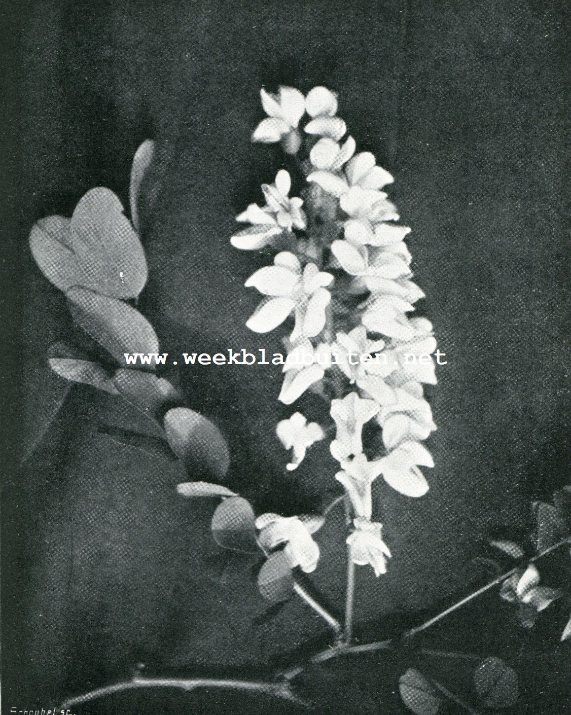 BLOEM VAN DEN ACACIA