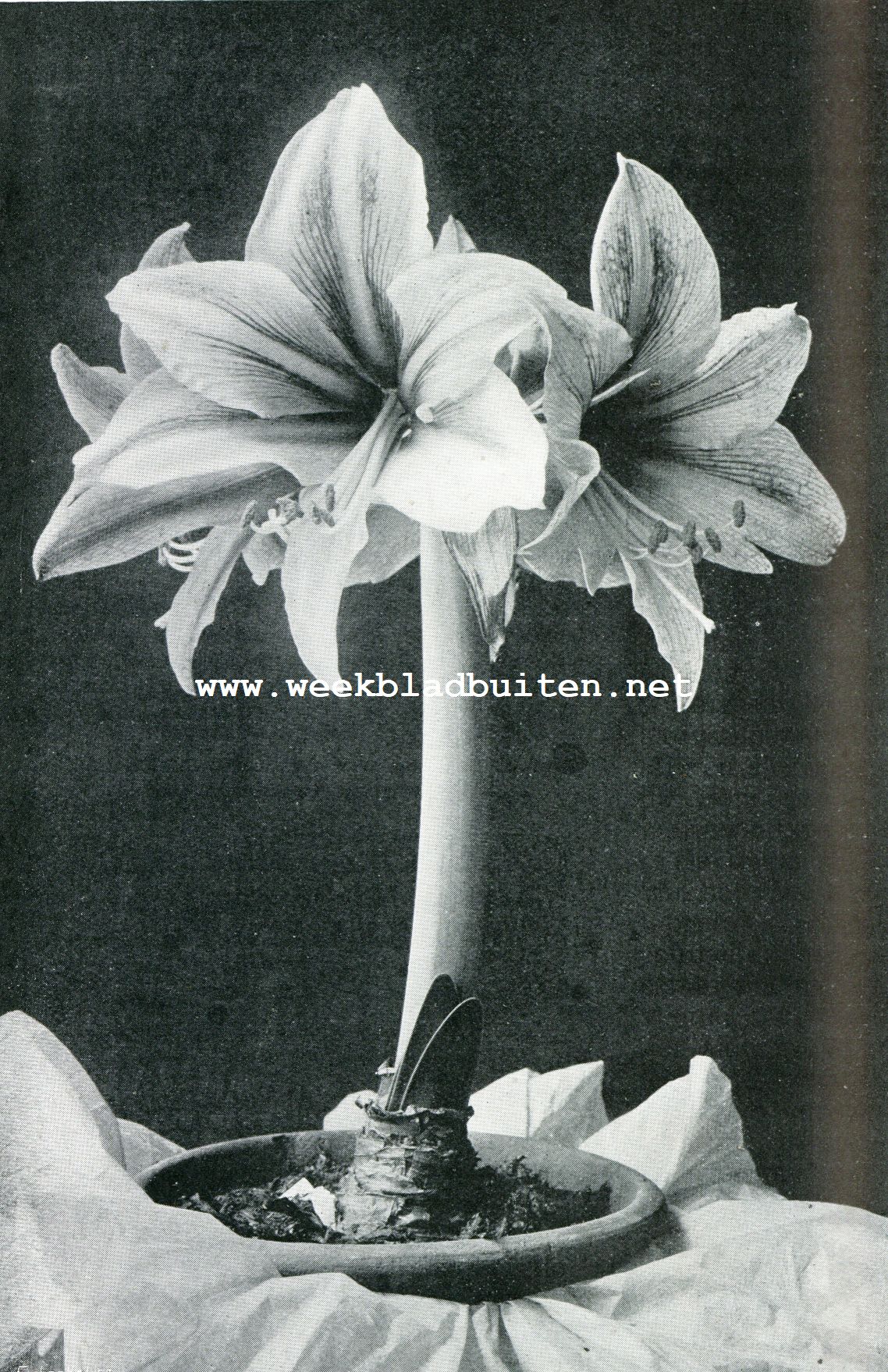 BLOEIENDE HIPPEASTRUM