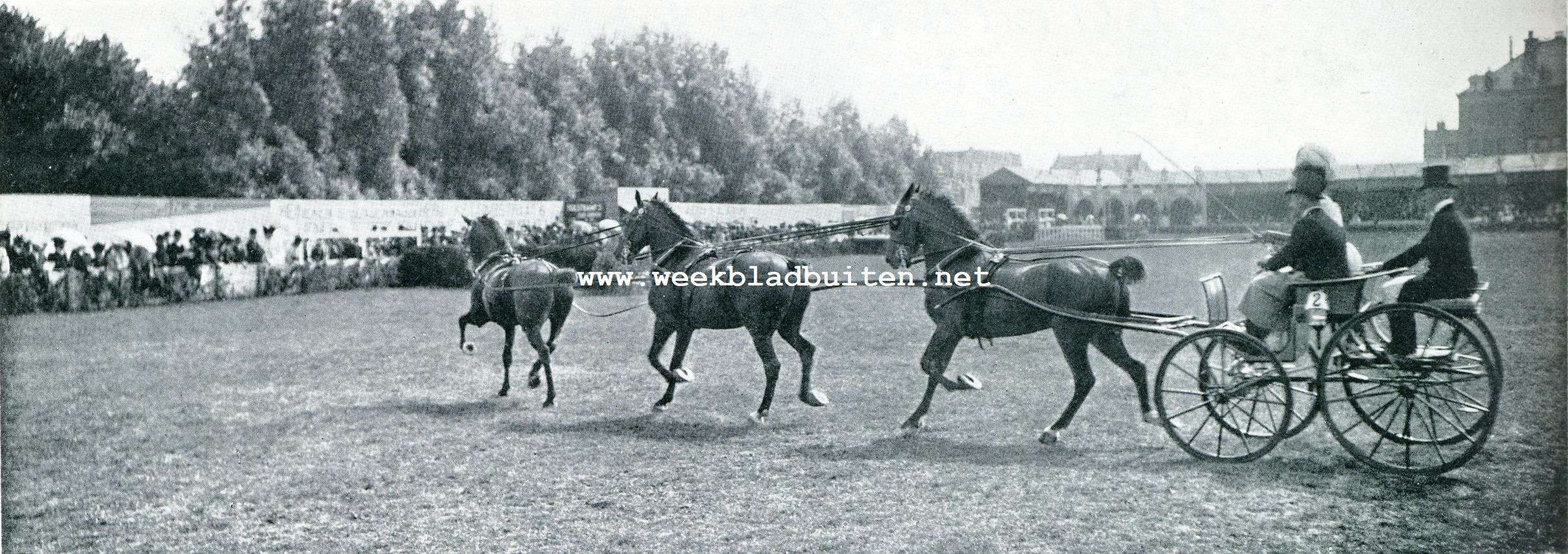 DRIE DER BEKENDE ZWARTE HACKNEYS VAN MISS ELLA F. ROSS. SCHITTEREND RANDOM. (Ie PRIJS).