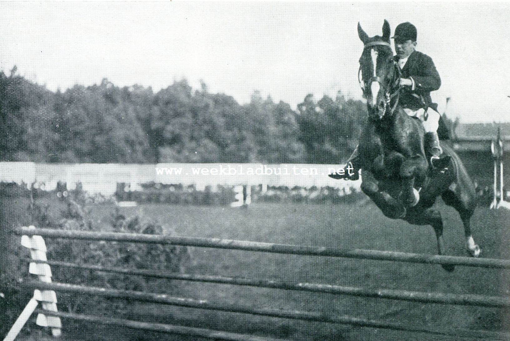 A. LOEWENSTEIN TE BRUSSSEL (een der vermaardste hindernisruiters van Europa)