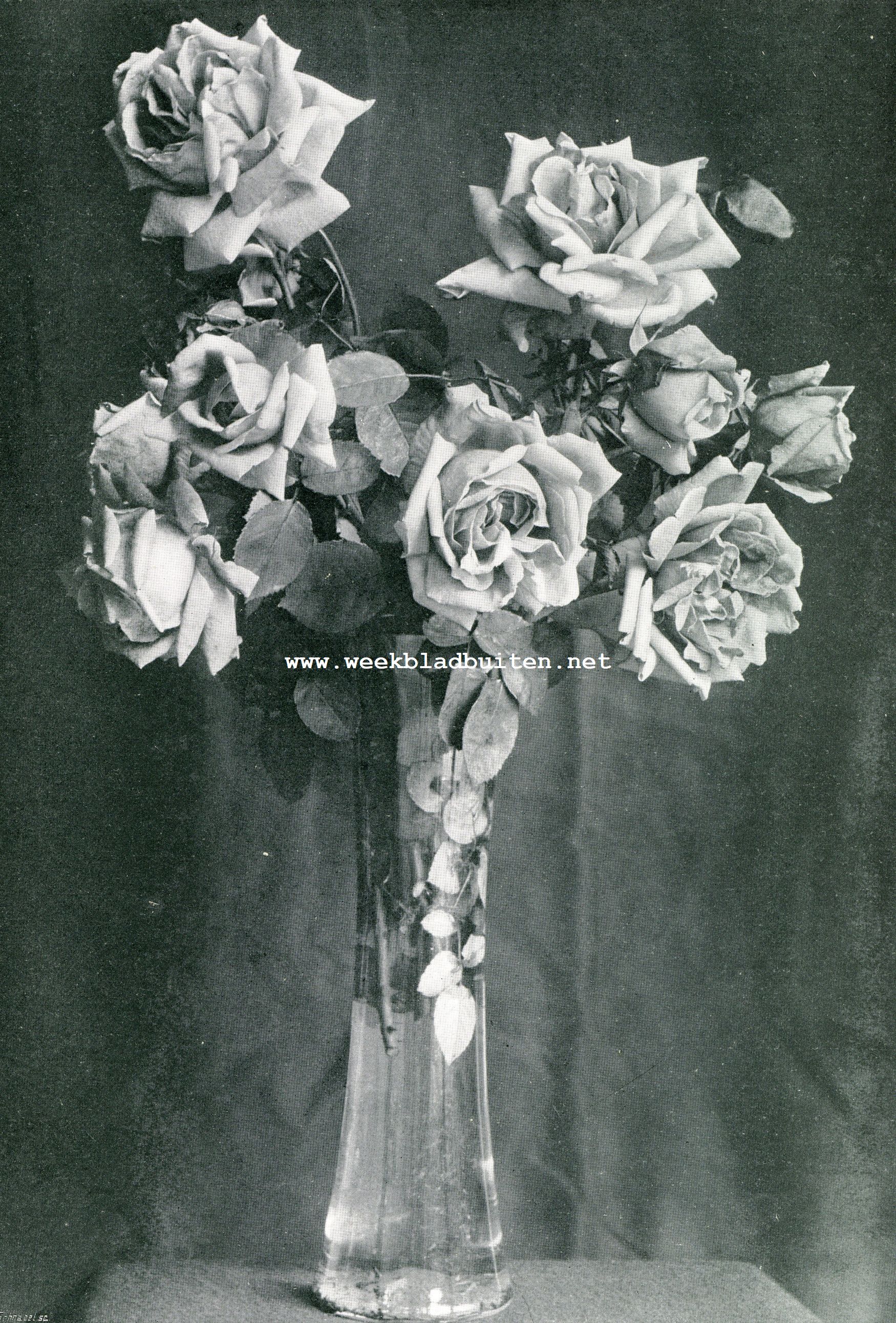 DE MET GOUDEN MEDAILLE BEKROONDE NIEUWE ROOS VAN DEN HEER M.J. BARON VAN PALLANDT TE ARNHEM