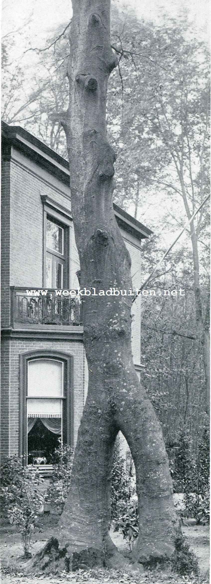 WONDERLIJK GEVORMDE BOOMEN. BRUINE BEUL OP DUBBELE VOET aan den Rijksstraatweg bij Alkmaar