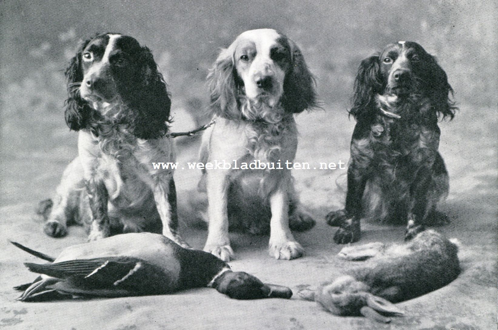 DE SPANILS ZIJN VOORTREFFELIJKE APPORTEURS