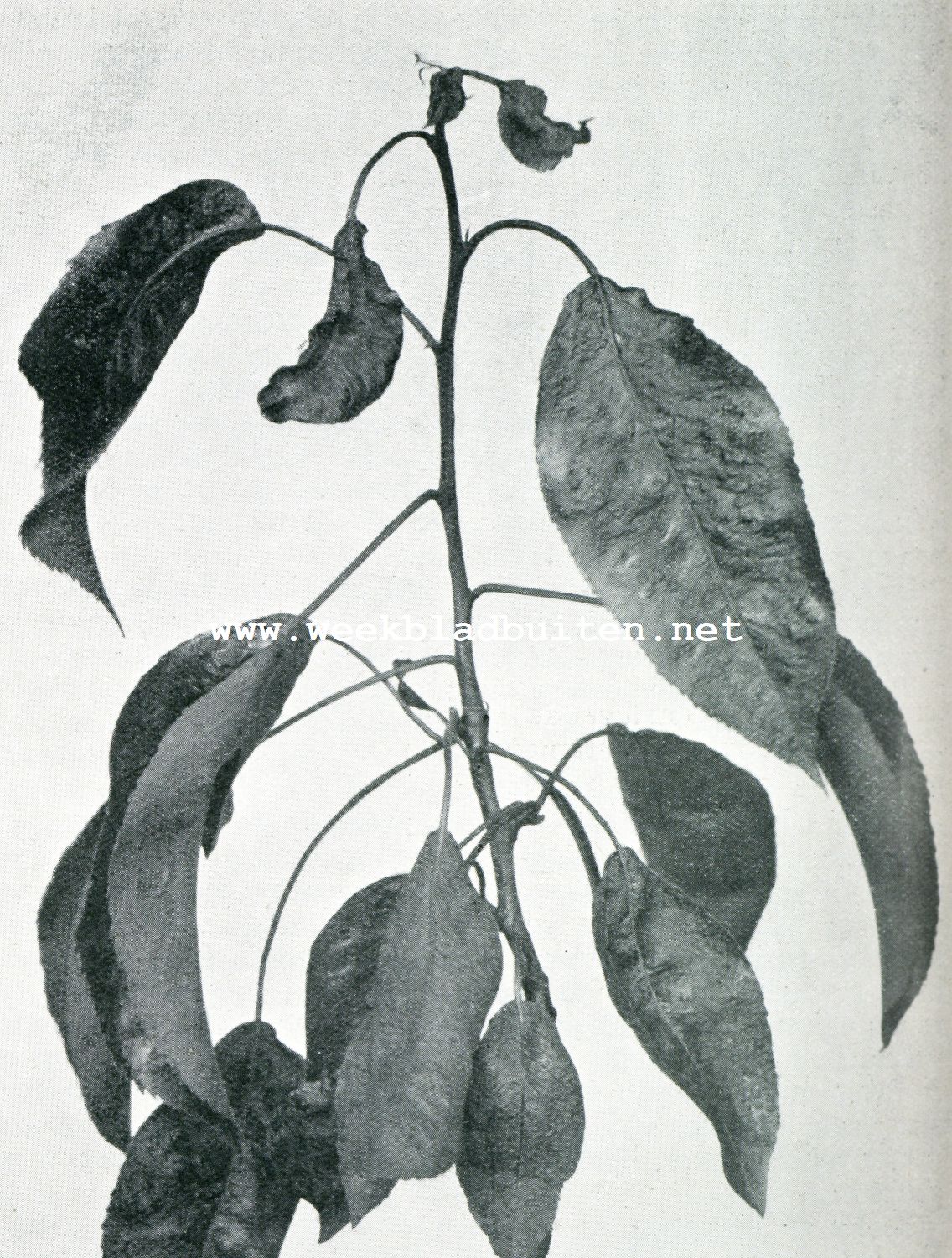 Bladen van den pereboom met het Phytoptus Piri