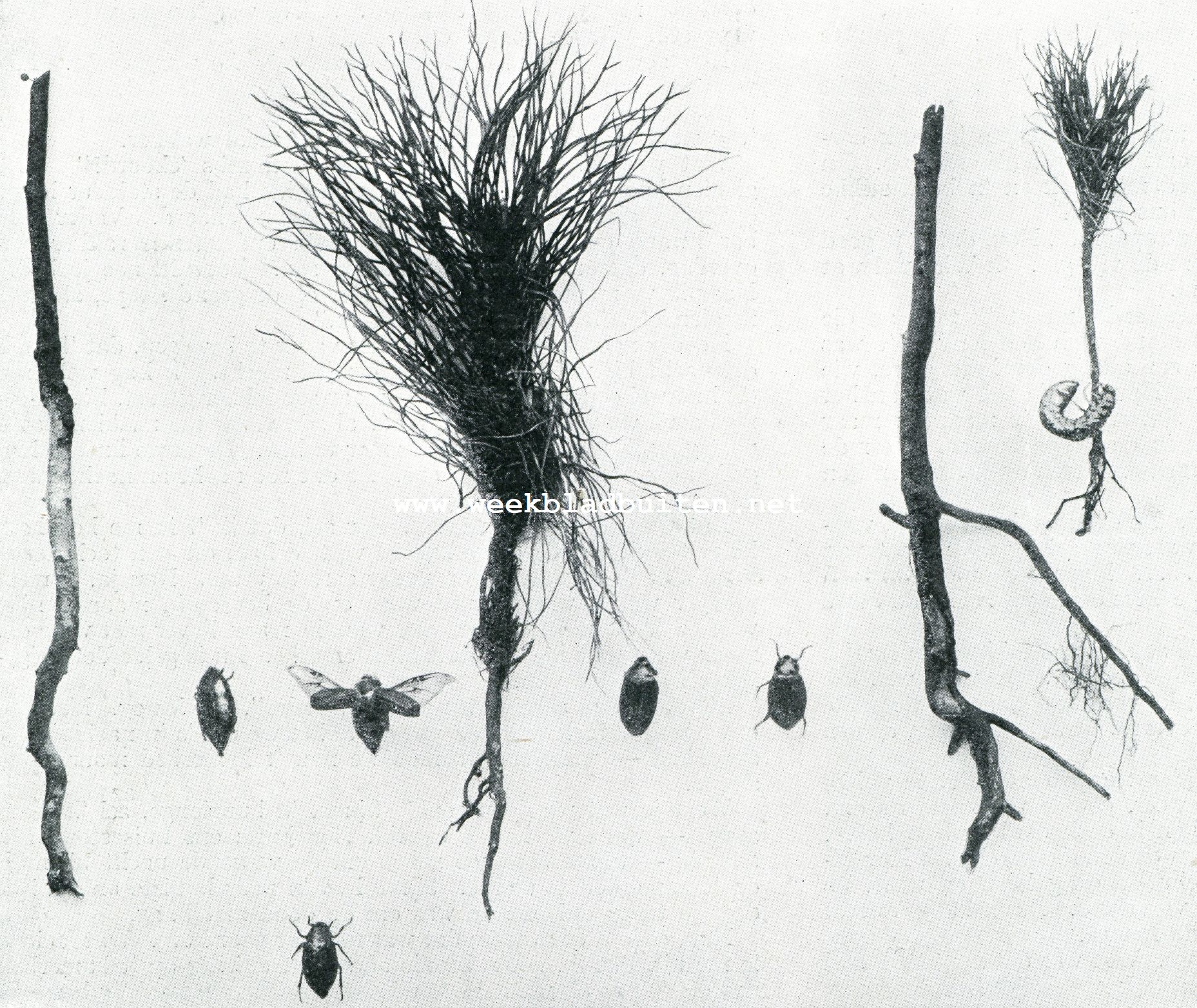 Insecten, schadelijk voor de boschcultuur. Links: Geldersche meikever.; Midden: Hollandsche meikever, wijfjes.; Rechts: Door engerlingen beschadigde eitjes en jonge grove dennen
