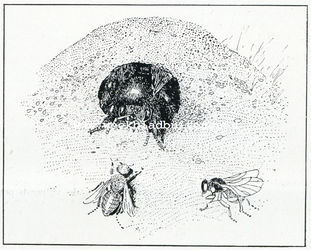 Op jacht van wilde bijen. Mannelijke Halictus-bij op wacht voor zijn hol om het tegen een inval van de Photra Cara, een parasietenvlieg te verdedigen