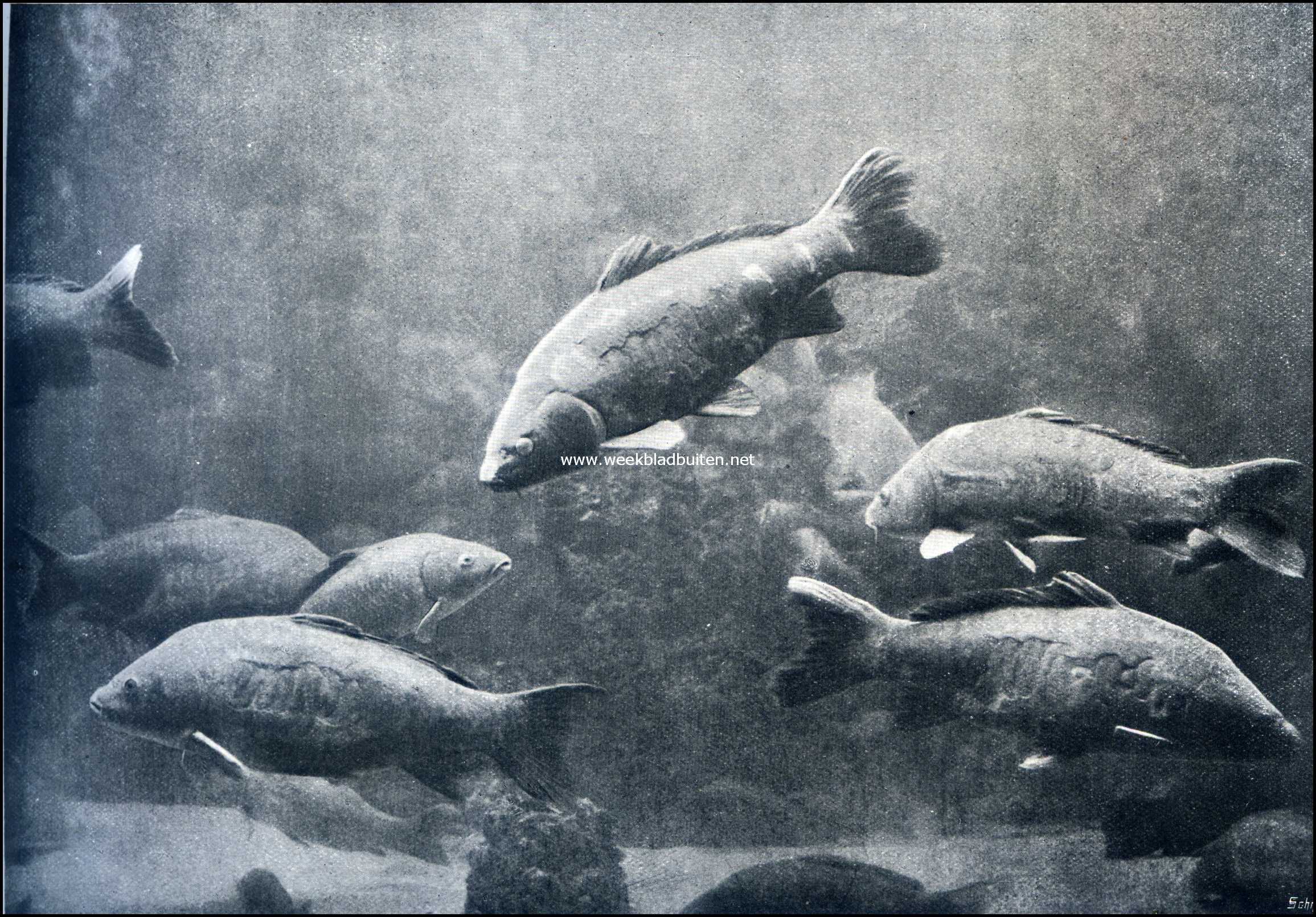 Reuzenkarpers in het Aquarium te Amsterdam