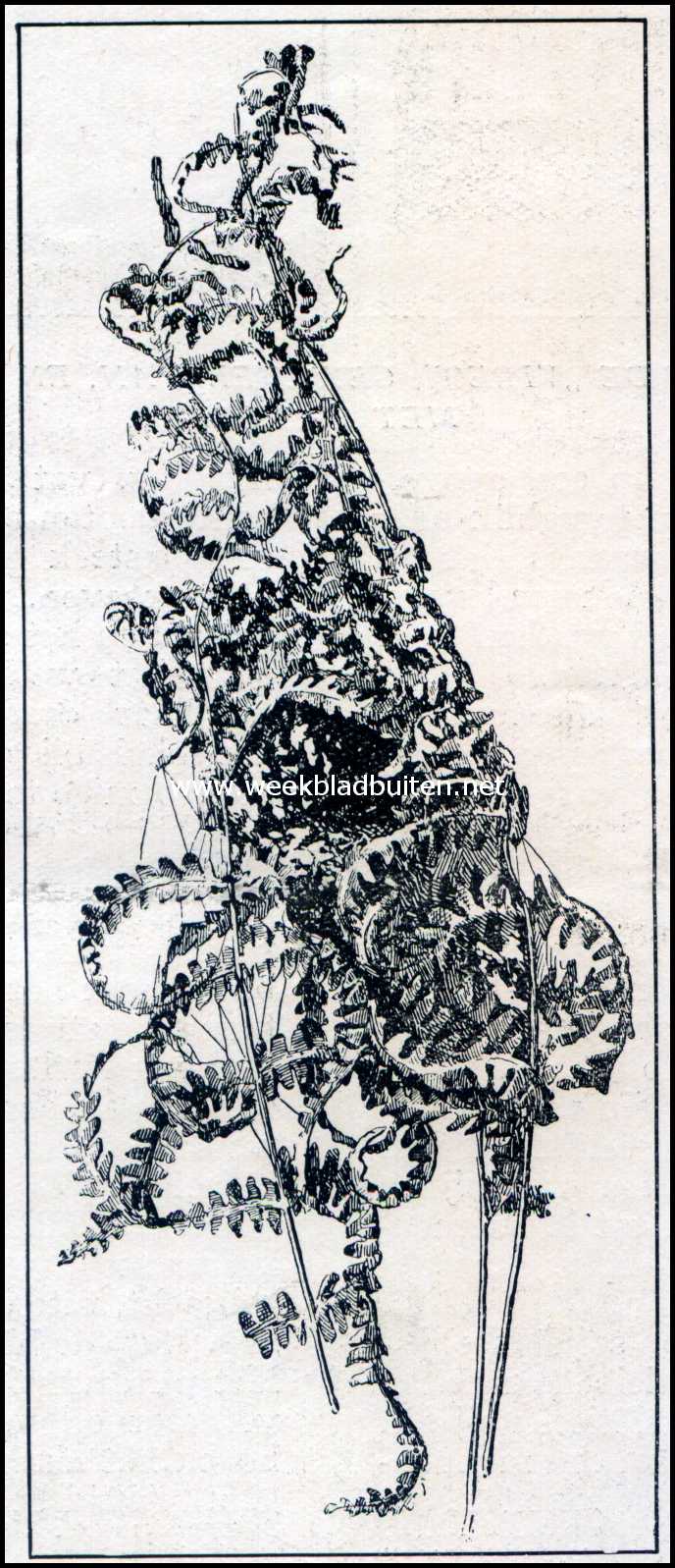 Spinnen als luchtschippers. Woning van een spin in een varenblad