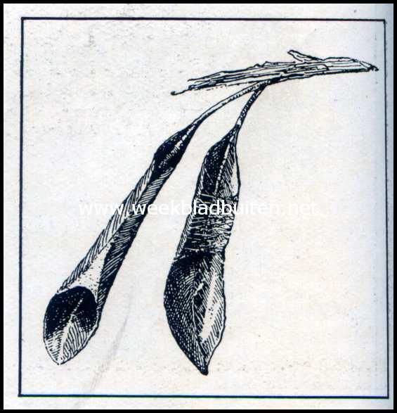 Spinnen als luchtschippers. Spin in een laurierblad