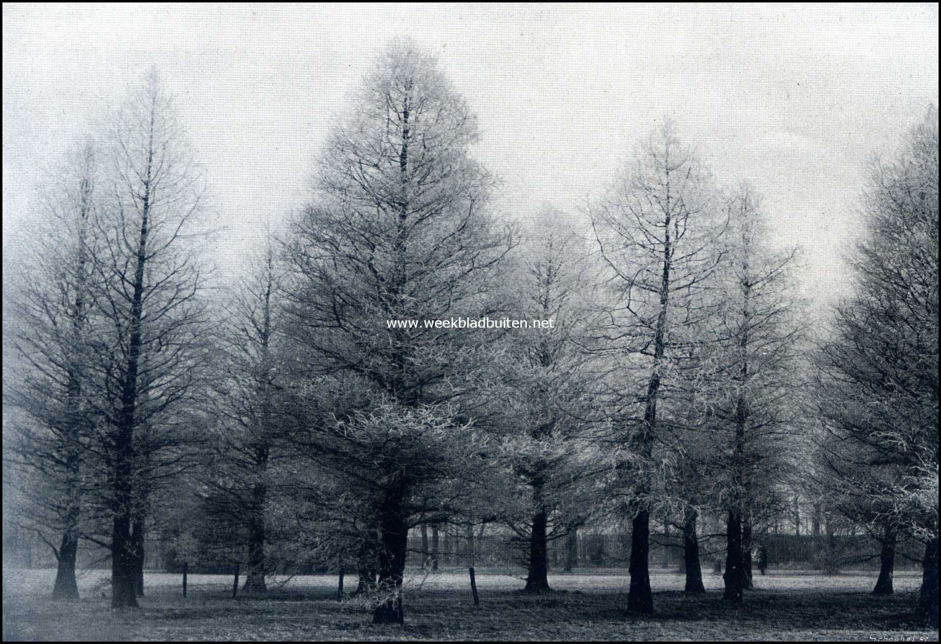 Boomen omder de rijp in het Vondelpark