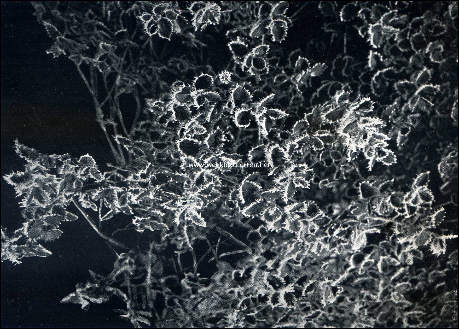 Rijp-kristallen op bladranden