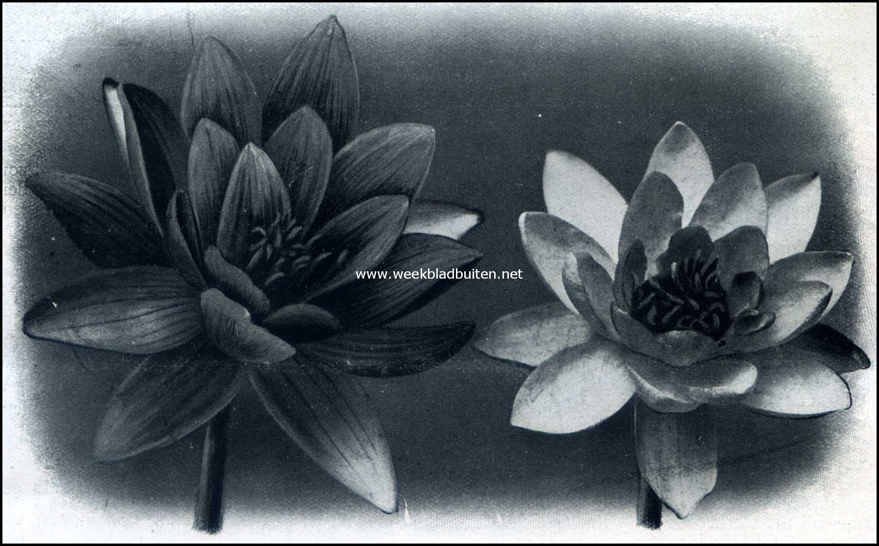 Waterlelies. Links: Nyphaea Froebeli. Rechts: Nyphaea Spaerocarpa
