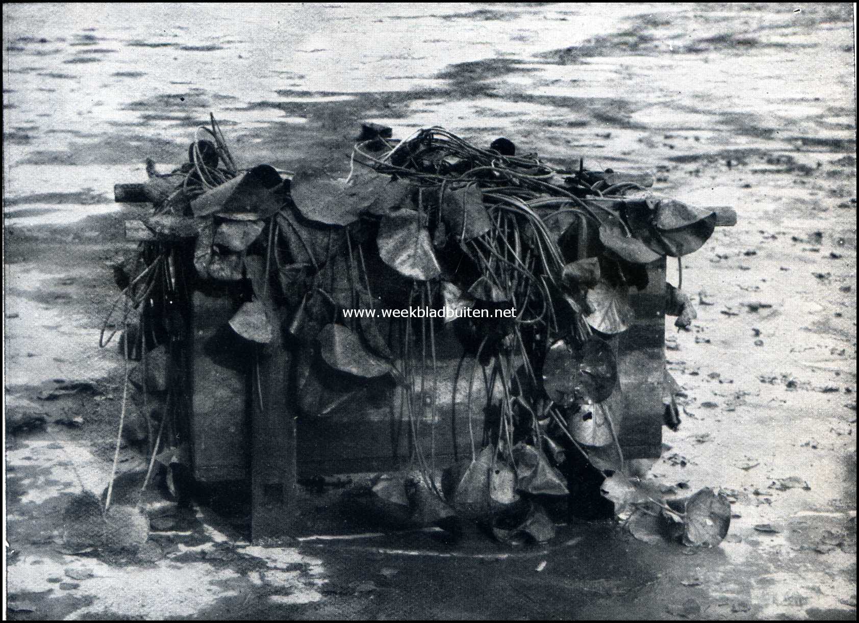 Waterlelieplaten in den bak op den vijverbodem