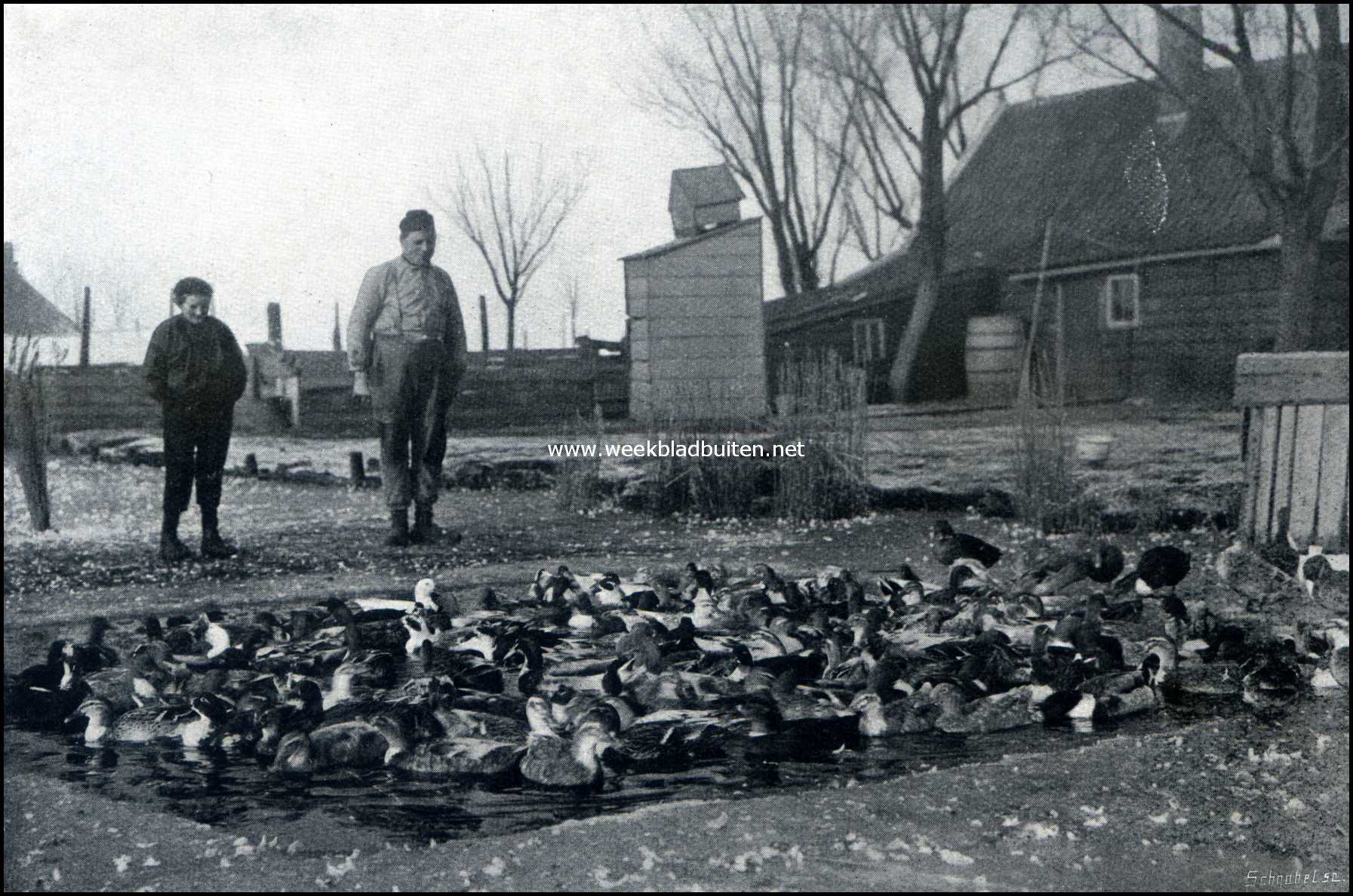 Een genoeglijk leventje in de bijt. Kooiker van Broek-in-Waterland bij zijn eenden