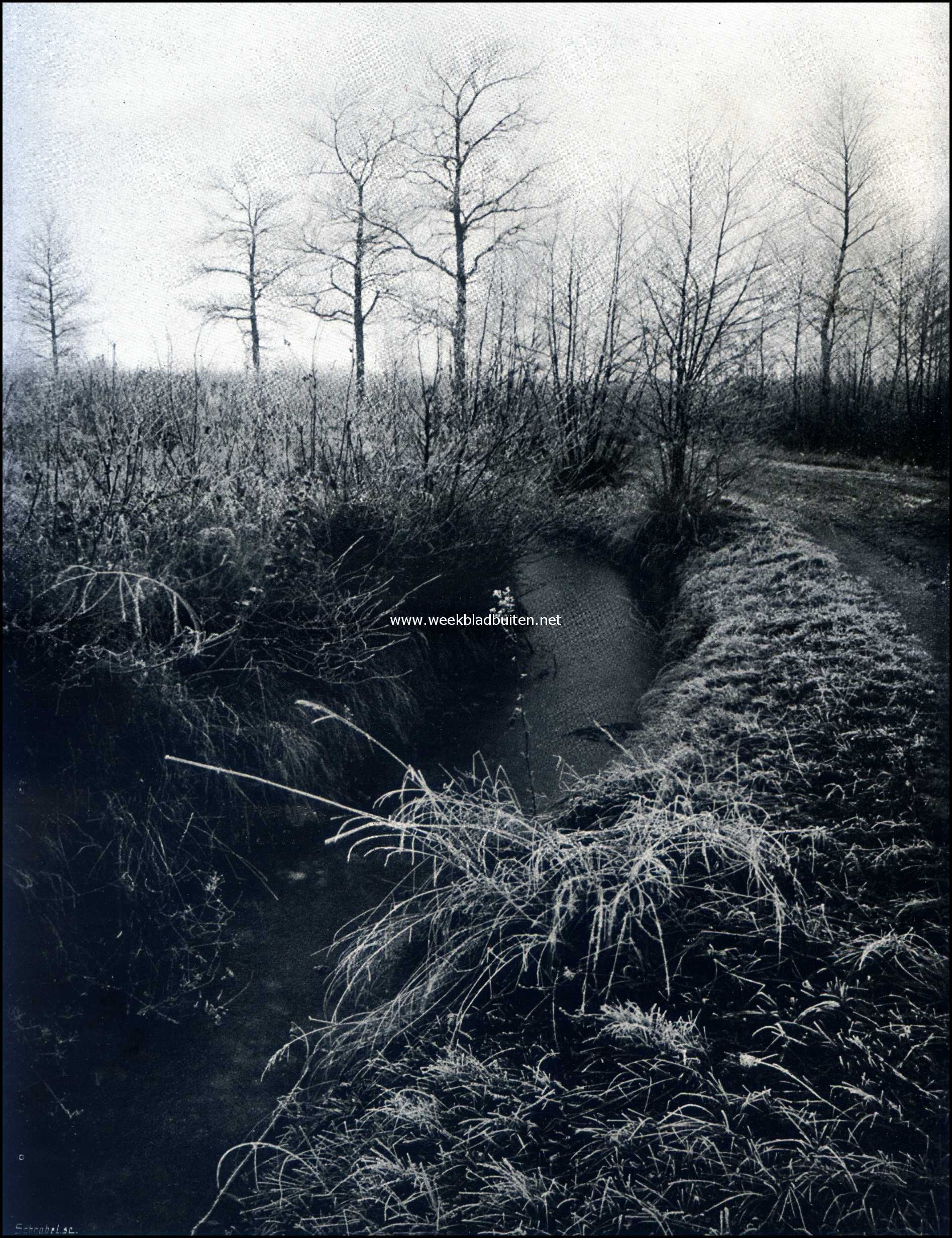 Langs het slootje in den winter