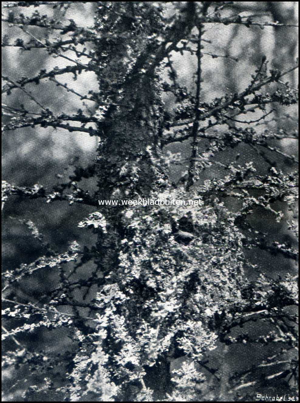 De staartmees. Nest van een staartmees in den larix