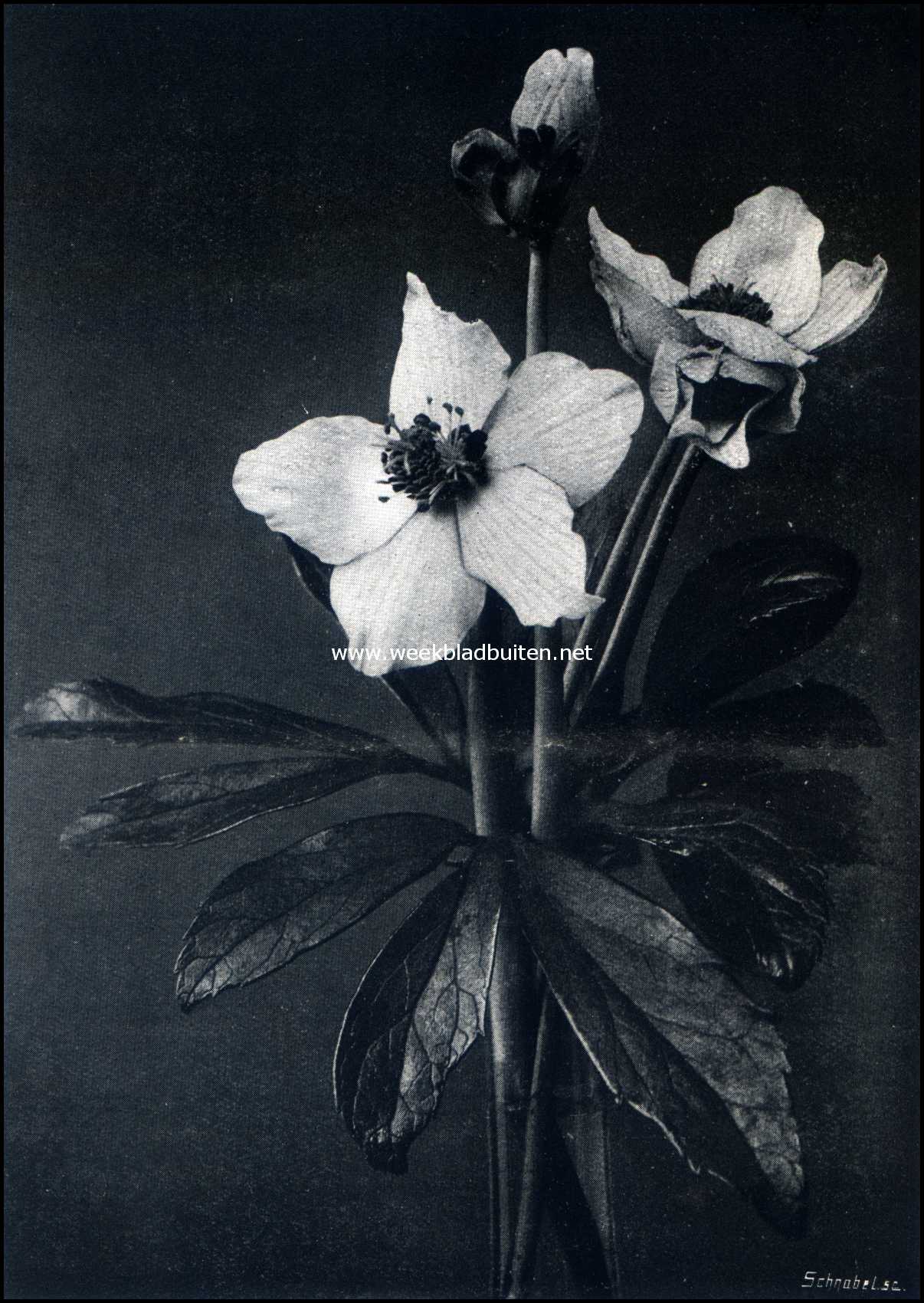 Kerstroos. Bloemblad en knop