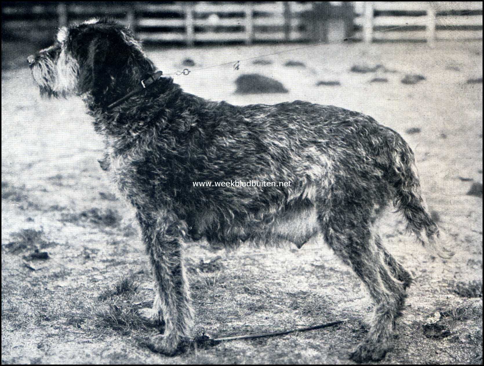 De griffon. Princesse Beau-Site (Griffon-Stamboek-2697)