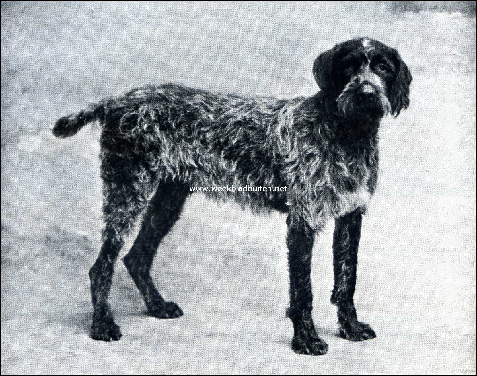 De griffon. Stop-Oedenrode. (Griffon -Stamboek-2574)