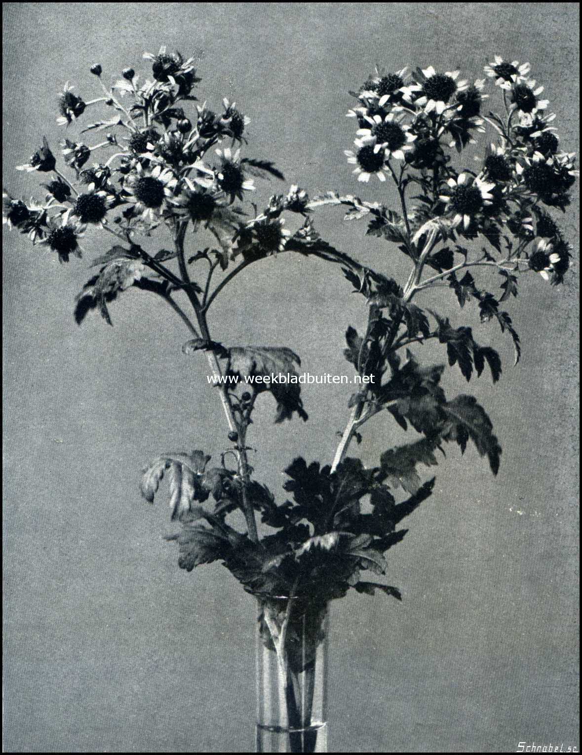 Een en ander uit de geschiedenis der Chrysanthen. Chrysanthemum Indicum. Van deze plant wordt beweerd, dat al de thand gekweekte verscheidenheden van haar afstammen