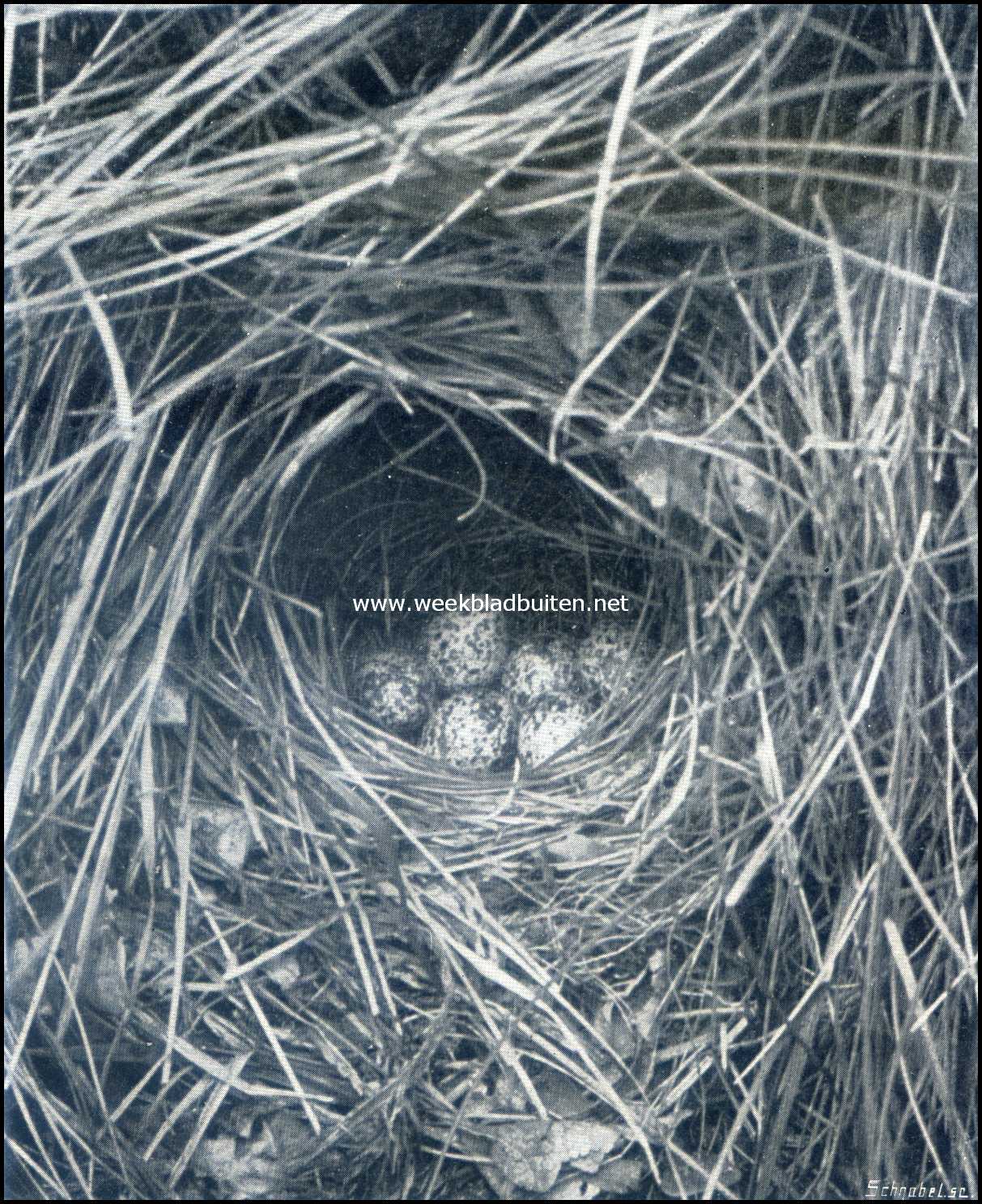 Nest en eieren van den fluiter