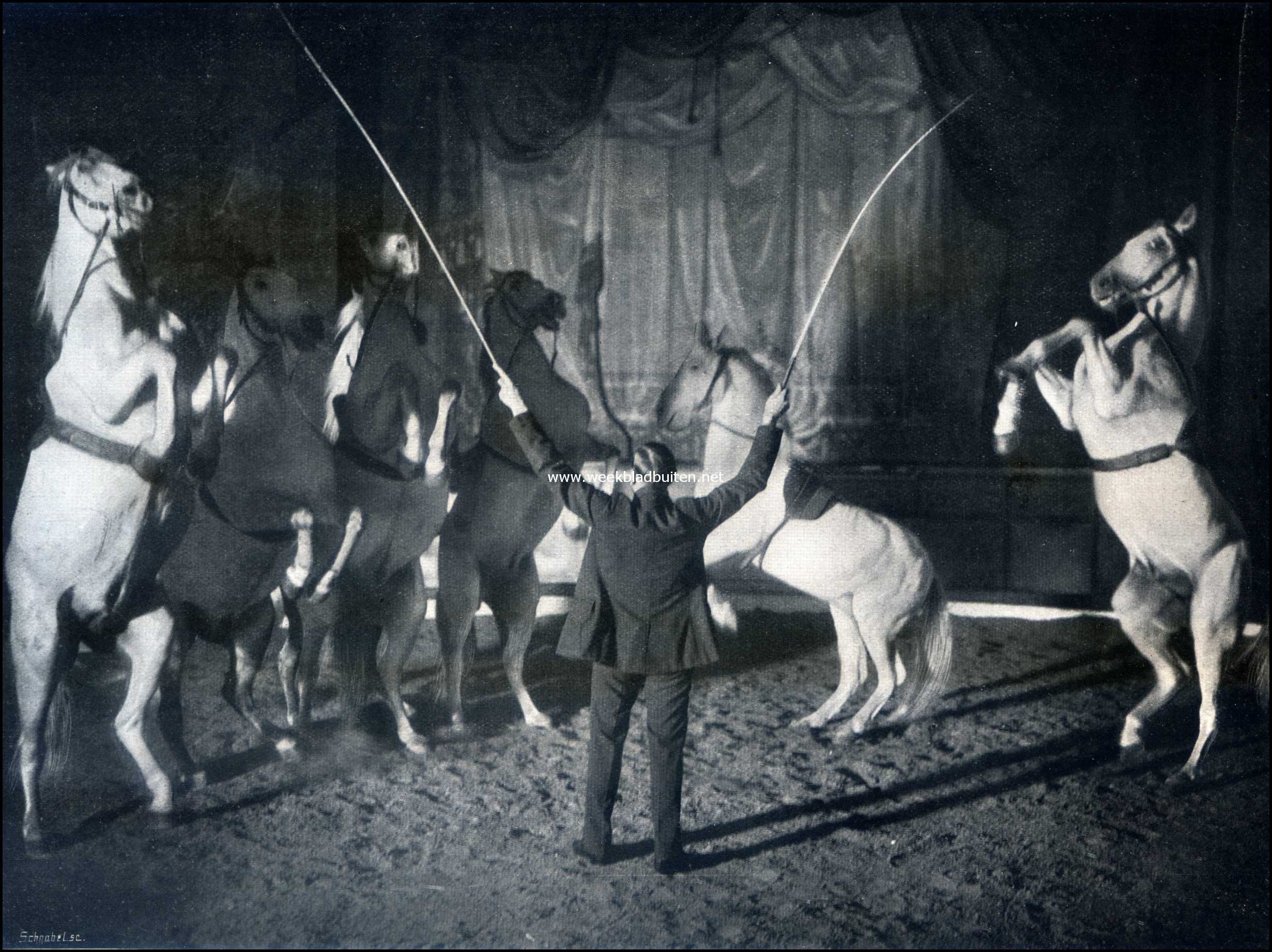 Paarden in den circus. Zes Oost-Pruisische hengsten, voorgesteld door Albert Carr�. (kunstlichtopname)