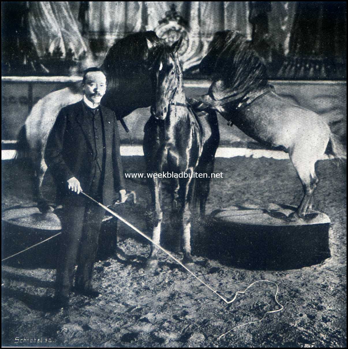 Paarden in den circus. De Trakehner hengst 