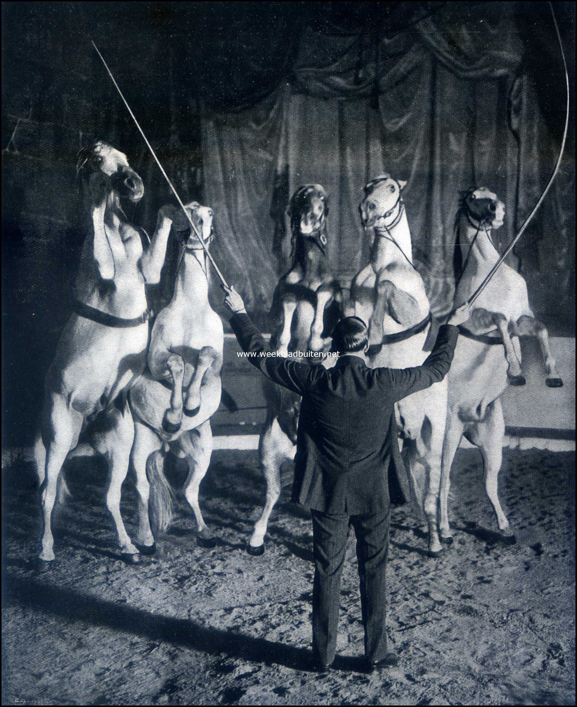 Paarden in den circus. Albert Carr met vijf Trakehner hengsten. (kunstlichtopname)
