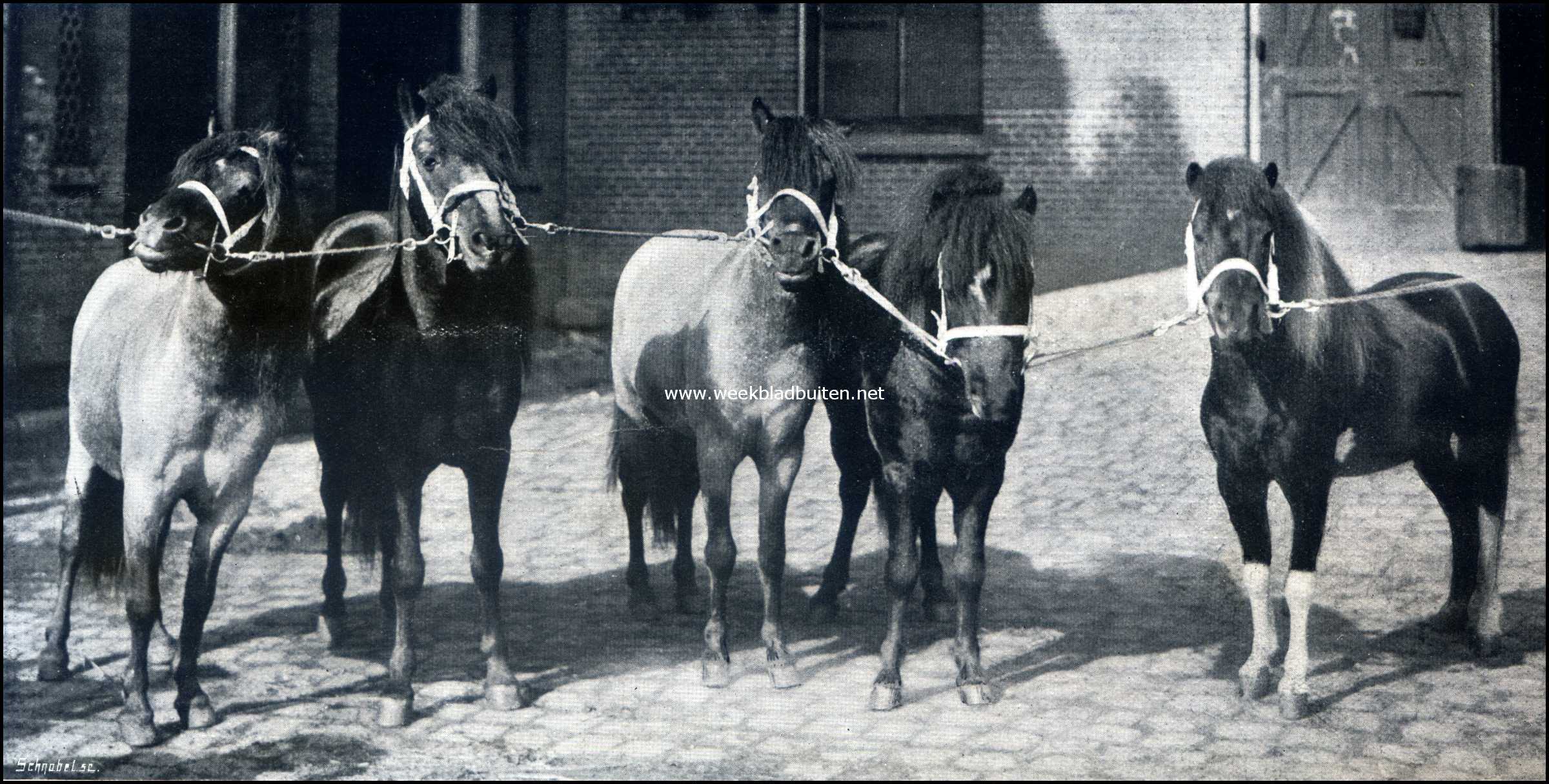 Paarden in den circus. Een vijftal aardige pony's van Circus Carr�