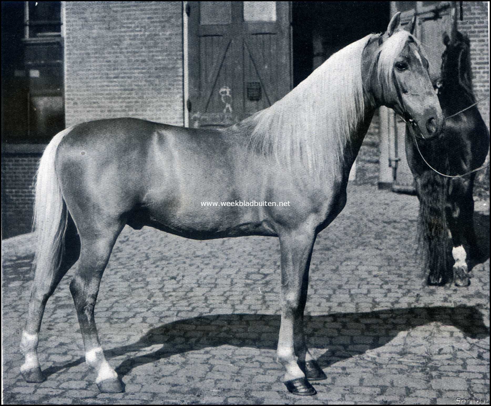 Paarden in den circus. Hassan, een mooi gebouwde Isabelkleurige Russische hengst