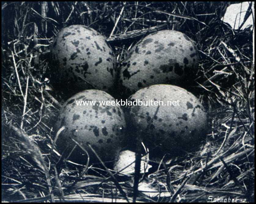 Texelsche eierenzoekers. Nest van den scholekster