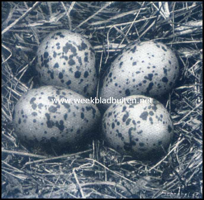 Texelsche eierenzoekers. Nest van den kievit
