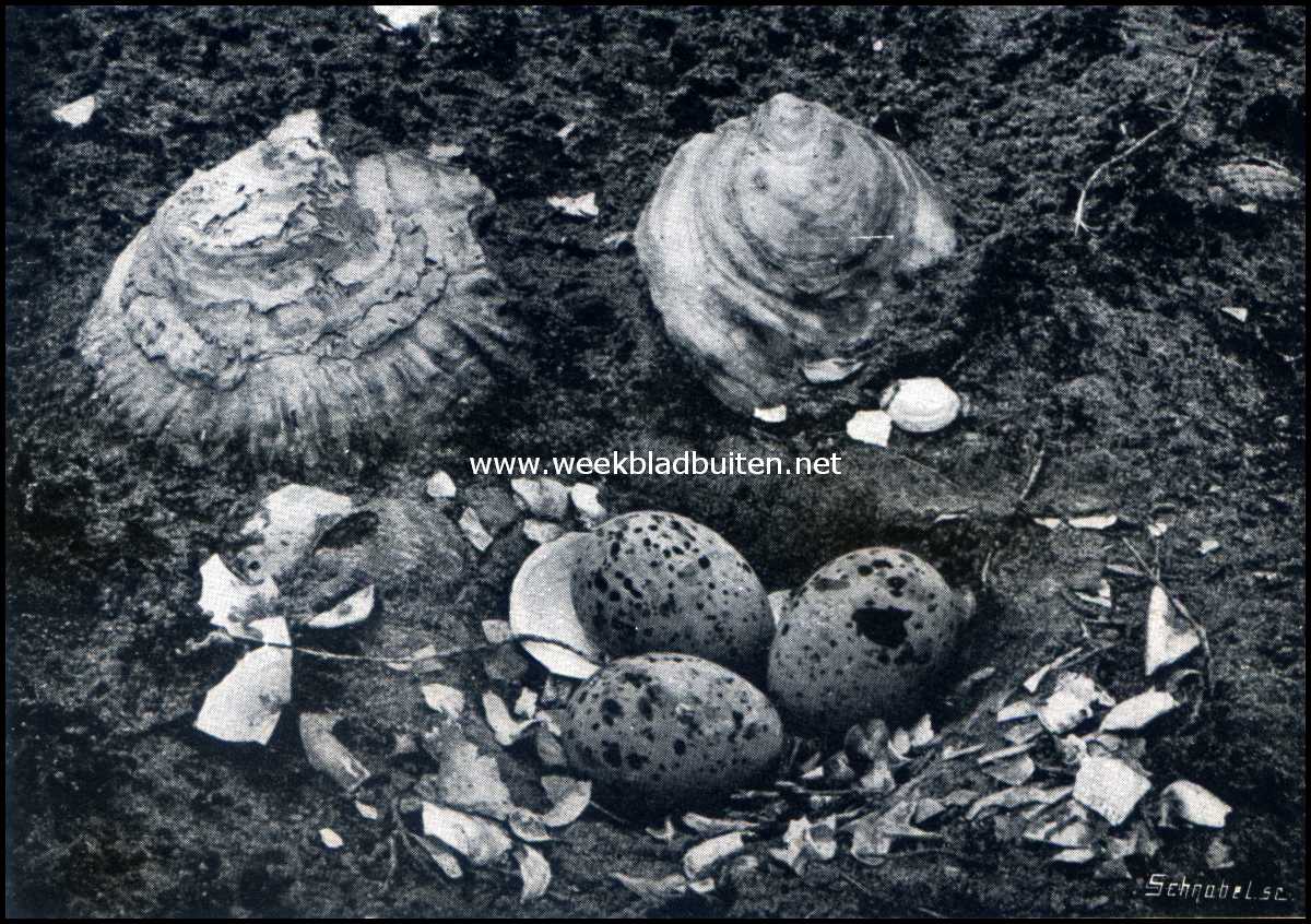 Texelsche eierenzoekers. Nest van den stern