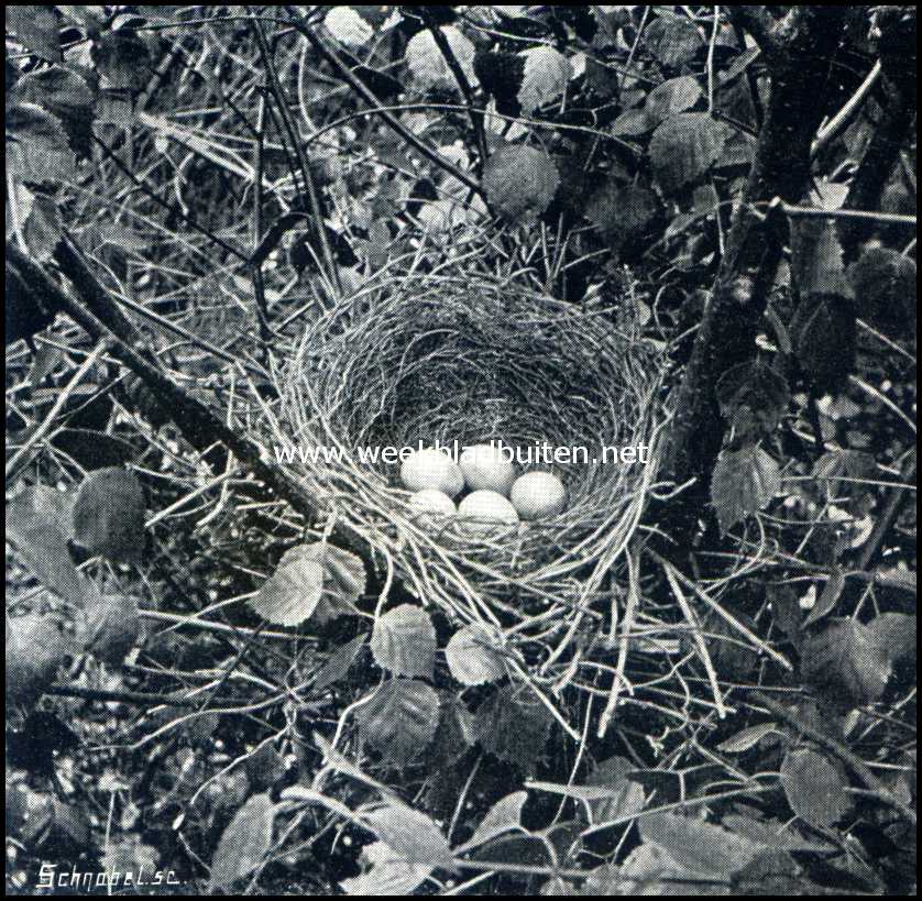 Vogels in April. Nest van de Vlaamsche gaai